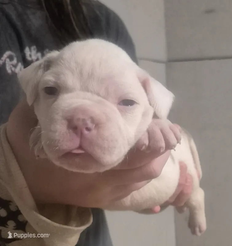 CASH  – American Bulldog puppy for sale in Jasper, GA