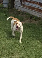 BUCKEYE, a male American Bulldog for sale in Jasper, GA – 6 of 6