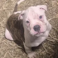 Autumn, a female American Bulldog for sale in Jasper, GA – Photo 1 of 8