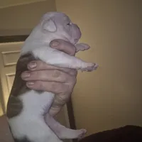 Autumn, a female American Bulldog for sale in Jasper, GA – Photo 7 of 8