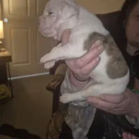 Autumn, a female American Bulldog for sale in Jasper, GA – Photo 2 of 8