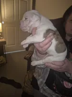 processed/779c582a-3fd3-433c-9773-a7df546de248/listing/80f44a00-8da7-4b8a-91d8-f769f35fcb3a/83bf3688-5710-4a34-ae7b-8371f9d357f8