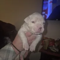 Autumn, a female American Bulldog for sale in Jasper, GA – Photo 5 of 8