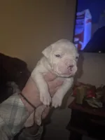 processed/779c582a-3fd3-433c-9773-a7df546de248/listing/80f44a00-8da7-4b8a-91d8-f769f35fcb3a/9ab68941-02be-476f-a74c-054134f8d486