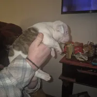 Autumn, a female American Bulldog for sale in Jasper, GA – Photo 6 of 8