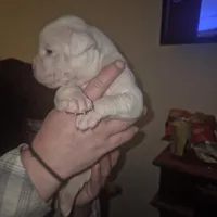 Autumn, a female American Bulldog for sale in Jasper, GA – Photo 4 of 8