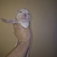 Autumn, a female American Bulldog for sale in Jasper, GA – Photo 3 of 8