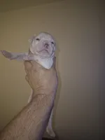 processed/779c582a-3fd3-433c-9773-a7df546de248/listing/80f44a00-8da7-4b8a-91d8-f769f35fcb3a/ea051b48-2304-49de-a8f9-a6339cae0294