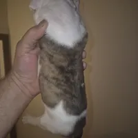 Autumn, a female American Bulldog for sale in Jasper, GA – Photo 8 of 8