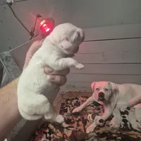 SNOWFLAKE, a female American Bulldog for sale in Jasper, GA – Photo 2 of 8