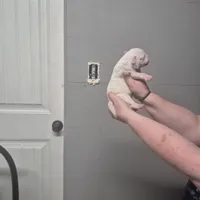 SNOWFLAKE, a female American Bulldog for sale in Jasper, GA – Photo 6 of 8