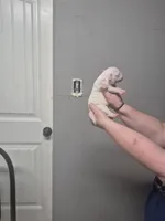 processed/779c582a-3fd3-433c-9773-a7df546de248/listing/91f73bf9-a668-45d4-939d-9c720458cff4/27861c2c-dc6d-4b62-8a70-288a3d0d7f7d