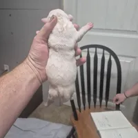 SNOWFLAKE, a female American Bulldog for sale in Jasper, GA – Photo 5 of 8