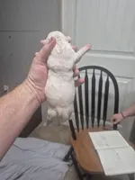 processed/779c582a-3fd3-433c-9773-a7df546de248/listing/91f73bf9-a668-45d4-939d-9c720458cff4/321b223d-39a3-4430-8d00-f0a5caaa52a1