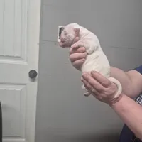 SNOWFLAKE, a female American Bulldog for sale in Jasper, GA – Photo 8 of 8