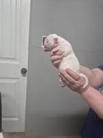 processed/779c582a-3fd3-433c-9773-a7df546de248/listing/91f73bf9-a668-45d4-939d-9c720458cff4/78a80b4f-5032-4e71-b72e-19dc7e6411c5