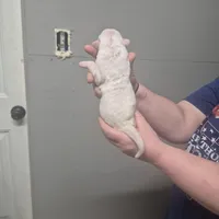 SNOWFLAKE, a female American Bulldog for sale in Jasper, GA – Photo 4 of 8