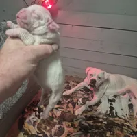 SNOWFLAKE, a female American Bulldog for sale in Jasper, GA – Photo 7 of 8