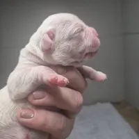 SNOWFLAKE, a female American Bulldog for sale in Jasper, GA – Photo 3 of 8