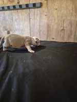 REAPER , a male American Bulldog for sale in Jasper, GA – 8 of 10
