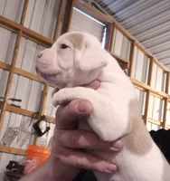 CHOPPER, a male American Bulldog for sale in Jasper, GA – 3 of 7