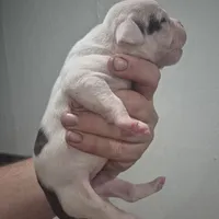 Pebbles, a female American Bulldog for sale in Jasper, GA – Photo 4 of 6