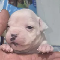Pebbles, a female American Bulldog for sale in Jasper, GA – Photo 2 of 6