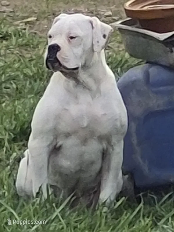 Pebbles – American Bulldog puppy for sale in Jasper, GA