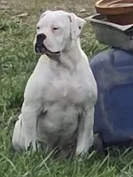 Pebbles, a female American Bulldog for sale in Jasper, GA – 1 of 7