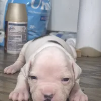 Pebbles, a female American Bulldog for sale in Jasper, GA – Photo 5 of 6