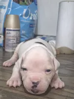 processed/779c582a-3fd3-433c-9773-a7df546de248/listing/97f1c9fd-7173-44cb-94f0-727040a173fd/69bf1b2d-5a34-4c16-ae6e-6d6e01e9cc02