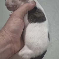 Pebbles, a female American Bulldog for sale in Jasper, GA – Photo 3 of 6