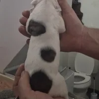 Pebbles, a female American Bulldog for sale in Jasper, GA – Photo 6 of 6