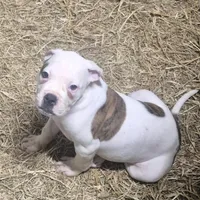 Pebbles, a female American Bulldog for sale in Jasper, GA – Photo 1 of 6
