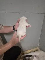 DIXIE , a female American Bulldog for sale in Jasper, GA – 5 of 9