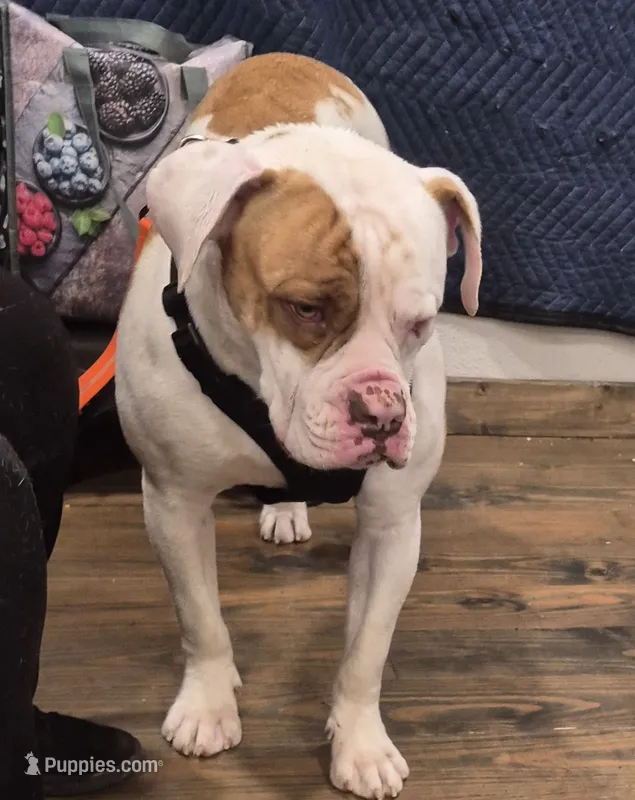BUCKEYE, a male American Bulldog for sale in Jasper, GA – 1 of 6