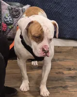 BUCKEYE, a male American Bulldog for sale in Jasper, GA – 1 of 6