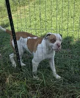 BUCKEYE, a male American Bulldog for sale in Jasper, GA – 5 of 6
