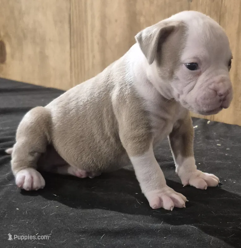 REAPER  – American Bulldog puppy for sale in Jasper, GA