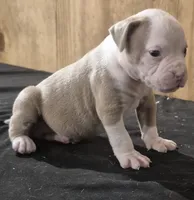 REAPER , a male American Bulldog for sale in Jasper, GA – 1 of 10