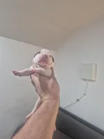 Gus, a male American Bulldog for sale in Jasper, GA – Photo 8 of 9