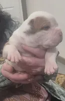 Gus, a male American Bulldog for sale in Jasper, GA – Photo 1 of 9