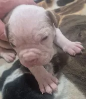 Gus, a male American Bulldog for sale in Jasper, GA – Photo 5 of 9