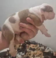 Gus, a male American Bulldog for sale in Jasper, GA – Photo 4 of 9