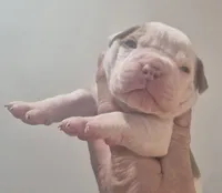 Gus, a male American Bulldog for sale in Jasper, GA – Photo 6 of 9