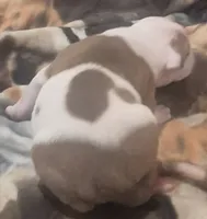 Gus, a male American Bulldog for sale in Jasper, GA – Photo 7 of 9