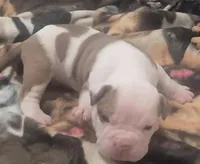 Gus, a male American Bulldog for sale in Jasper, GA – Photo 9 of 9