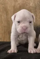 DIXIE , a female American Bulldog for sale in Jasper, GA – 2 of 9