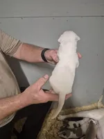 DIXIE , a female American Bulldog for sale in Jasper, GA – 4 of 9