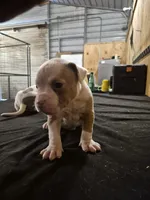 REAPER , a male American Bulldog for sale in Jasper, GA – 2 of 10